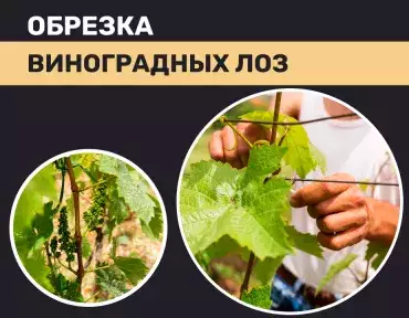 Обрезка виноградных лоз